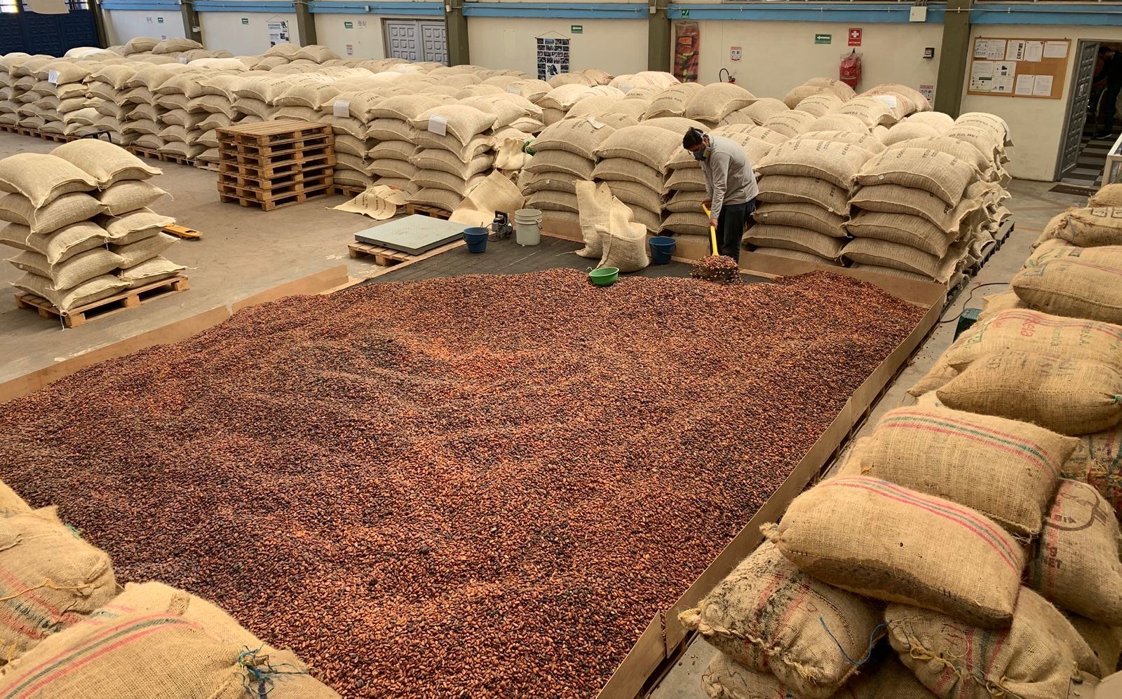 Bodega de CPC con grano de cacao secándose y sacos apilados