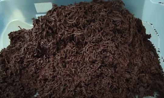 Masa de cacao recién molida