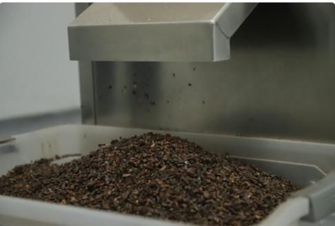 Nibs de cacao saliendo de la descascarilladora